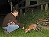 trovato piccolo fox al Vettore!!!!-img_0593-small-.jpg