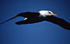 aeromodelli riproduzione uccelli-albatross14.jpg