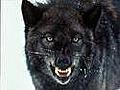 L'avatar di thewolf