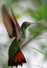 L'avatar di Hummingbird